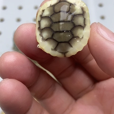 巴西彩龟不分公母