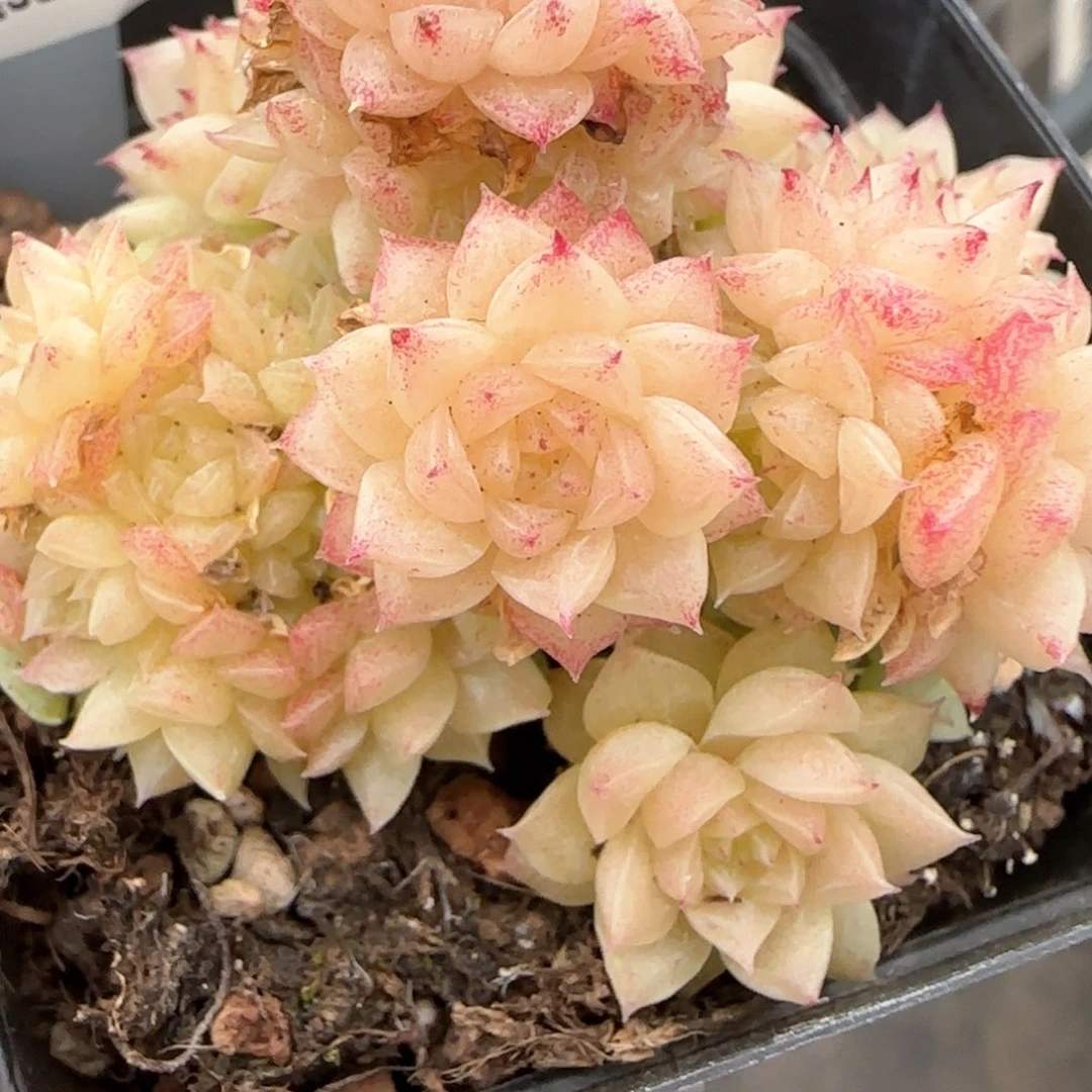 239东篱下多肉植物盆栽