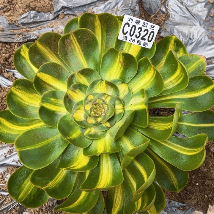暴君多肉植物法师0320