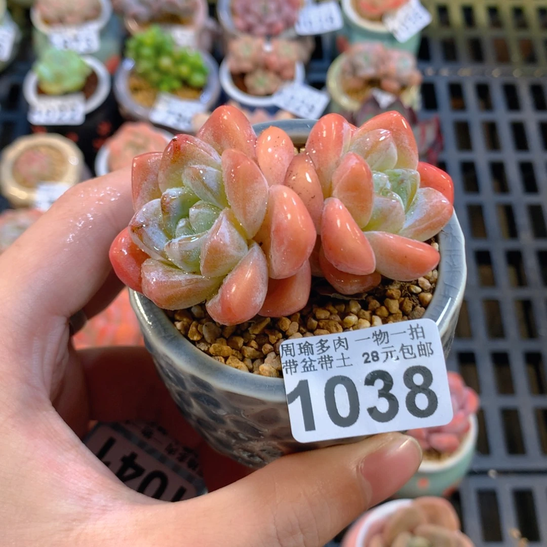 5厘米盆精控多肉1038