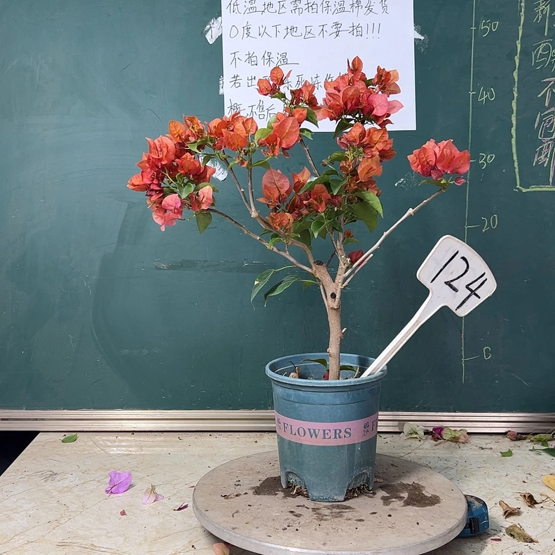 完全开放  不甜西瓜  124