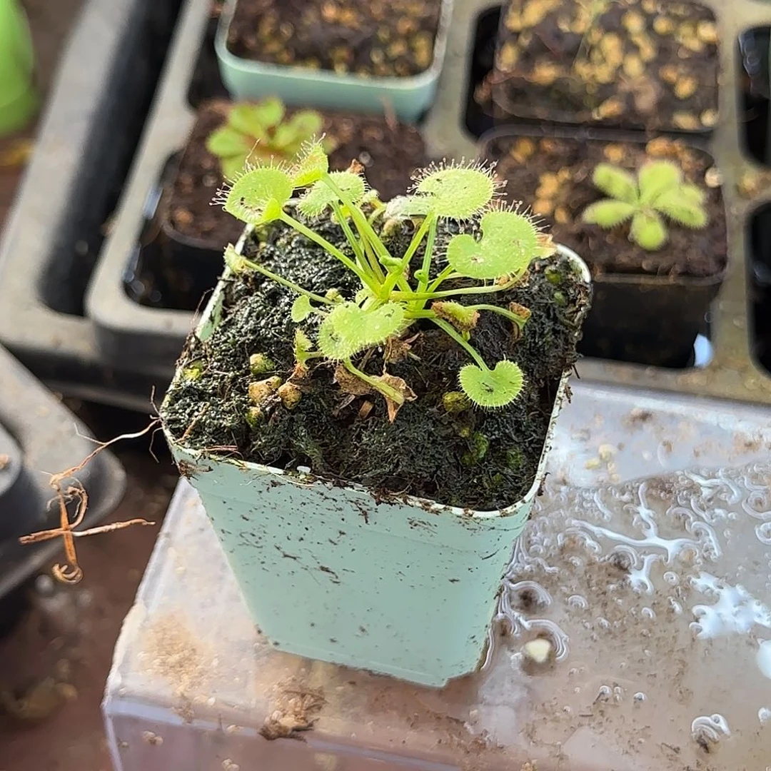 嘎***豆完全开放爱心负子茅膏菜
