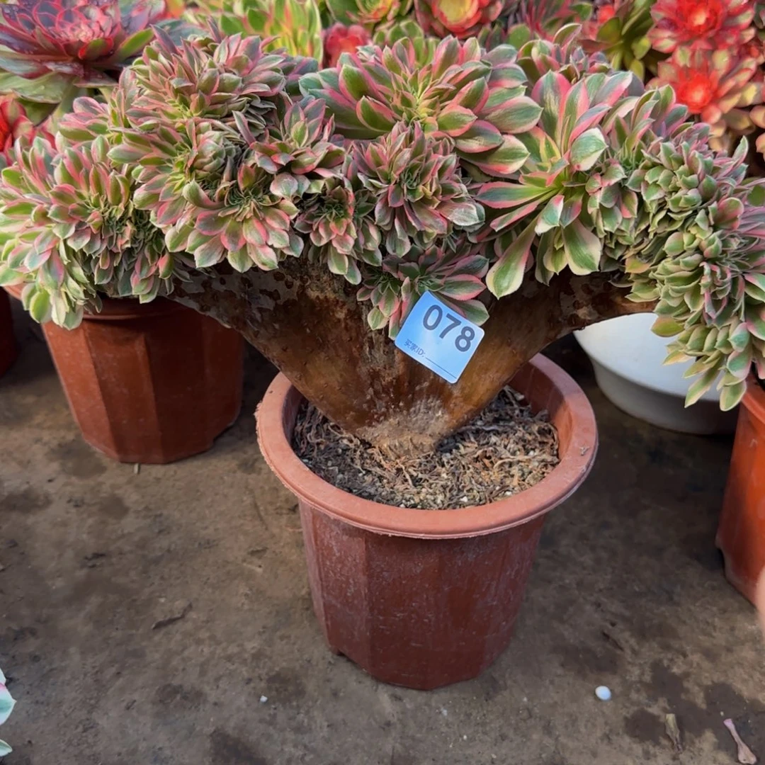 扇形粉女巫缀化078