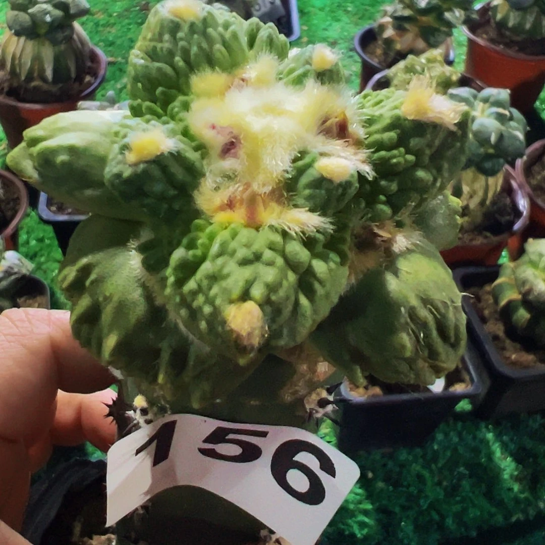 无花朵福利栗源怒涛156