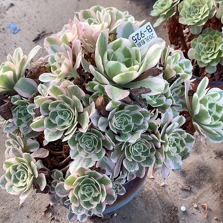 925女巫多肉植物法师