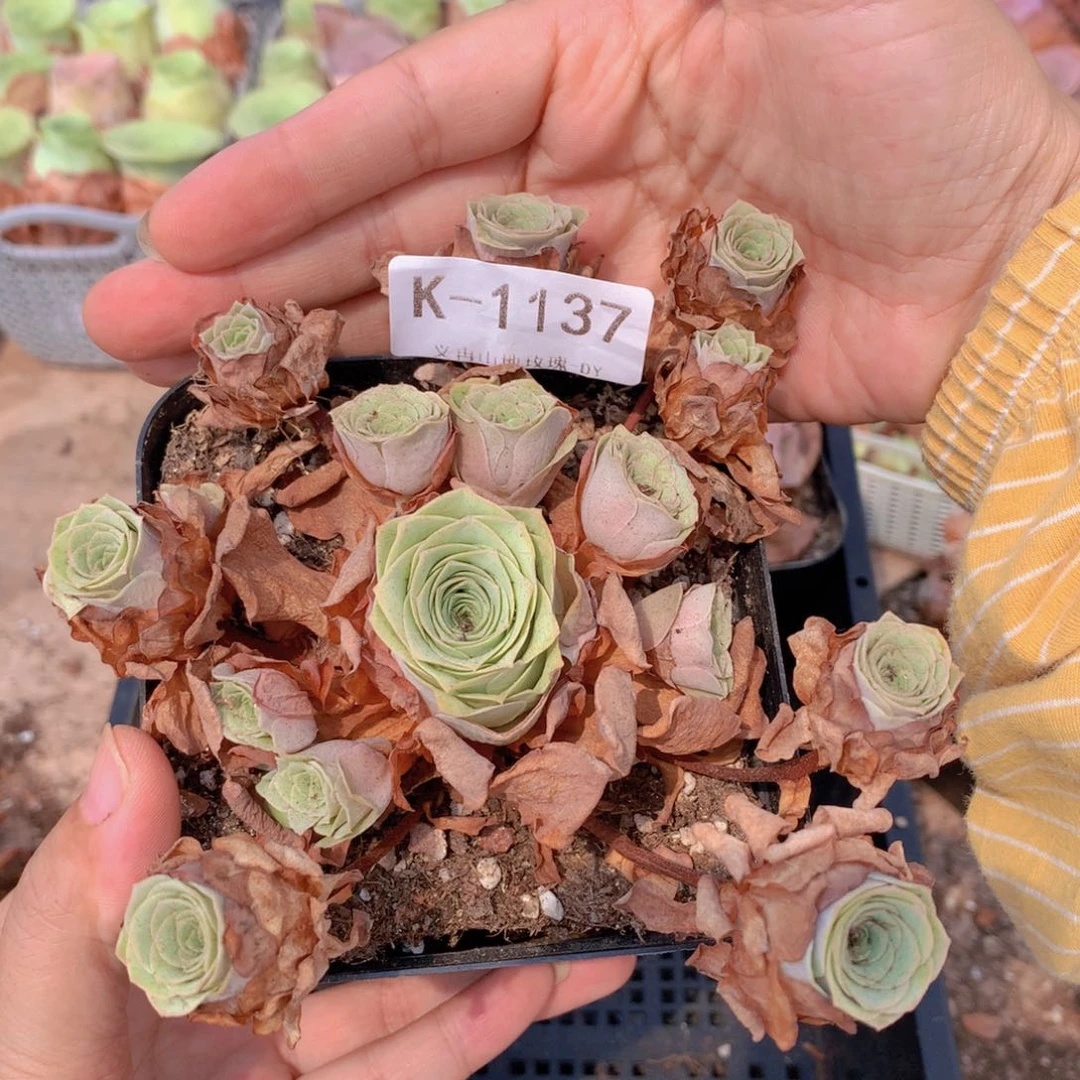 1137 会掉侧芽不售后