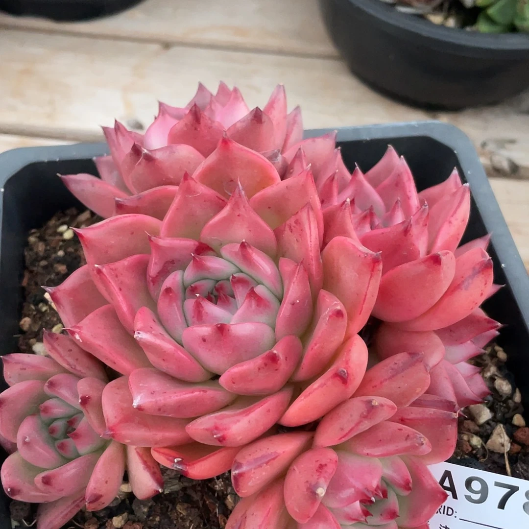 若如东云单拍A978