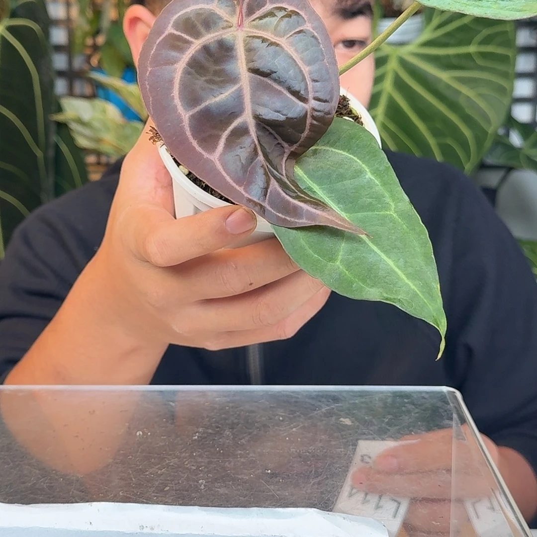 完全开放L112紫水晶杂黑丝绒