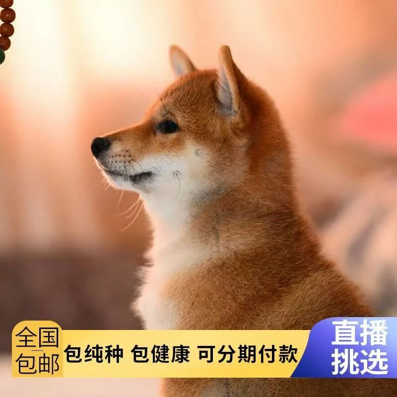 云梦泽柴犬【雷梦】
