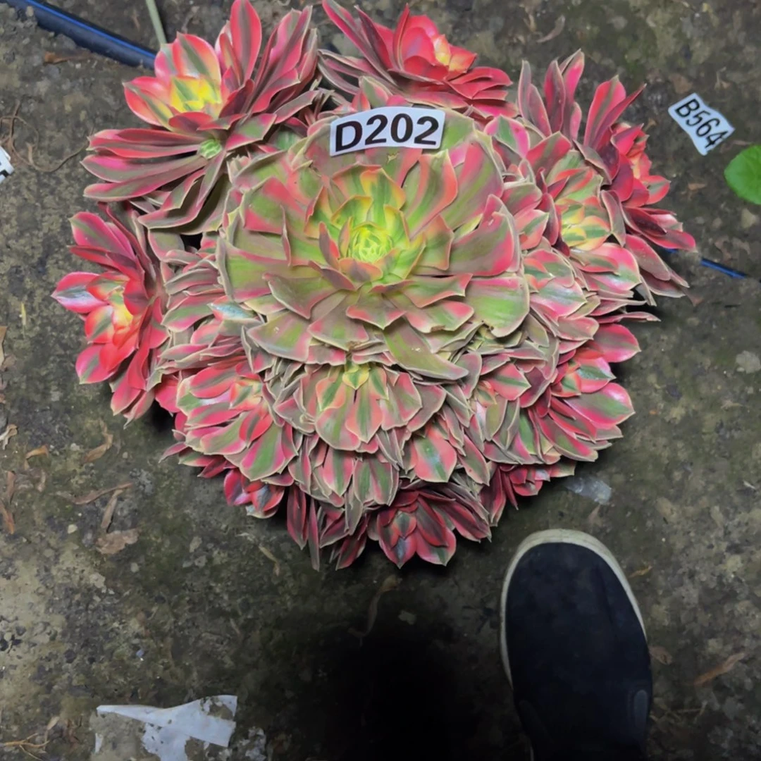 女妖法师16/////26包邮