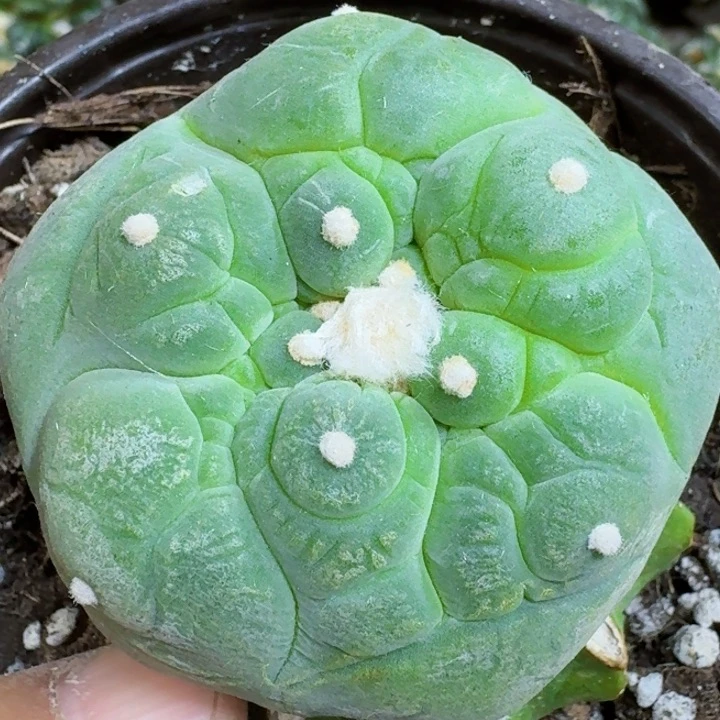 福利苗接大尤798