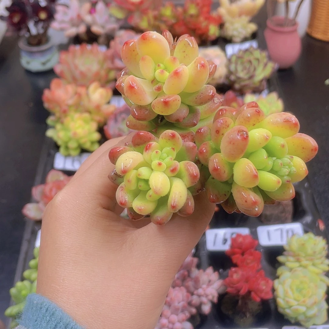 多肉无土栽培多肉植物