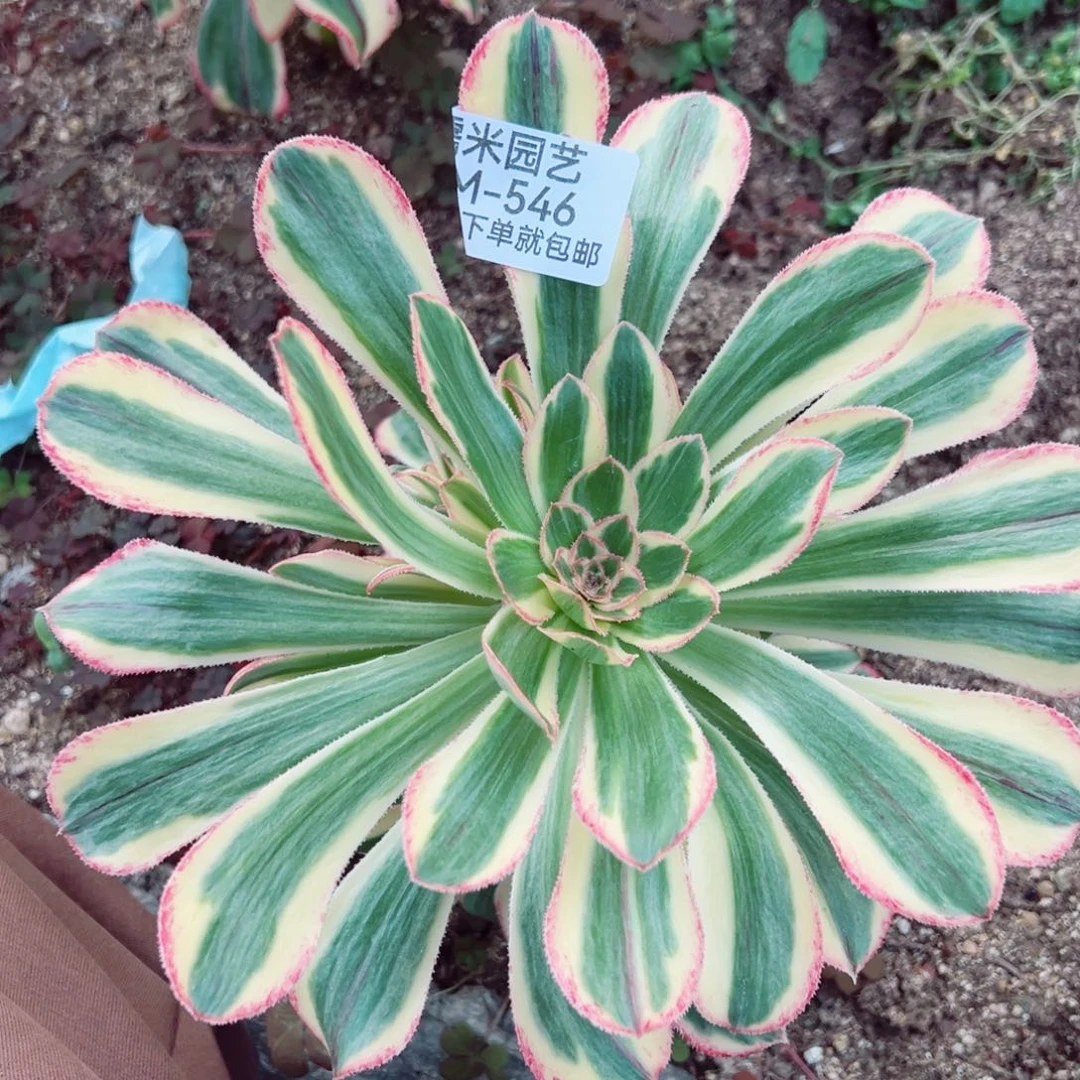 拉丝锦锦多肉植物546