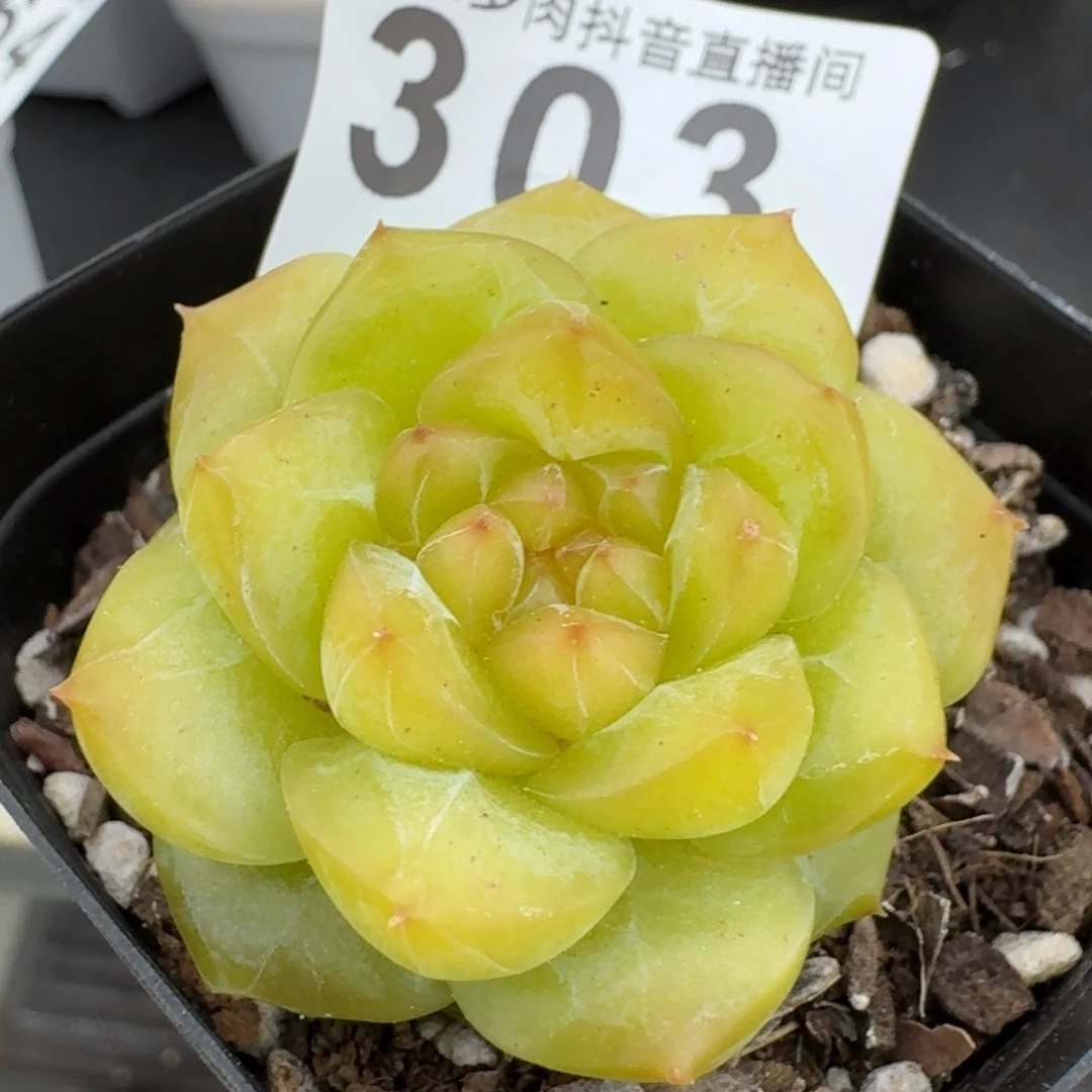 黄体珍妮         多肉植物