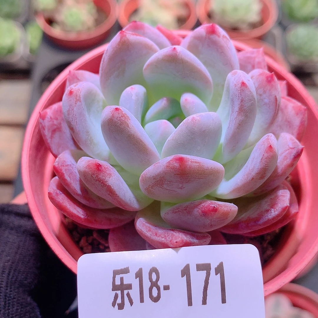 乐然18-171 橙梦露