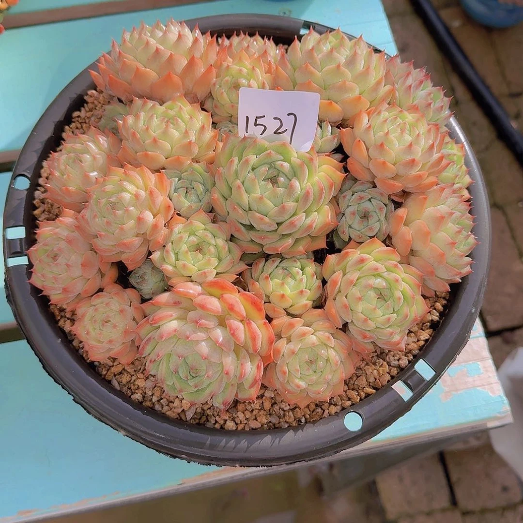 来***张1527TP多肉植物植物