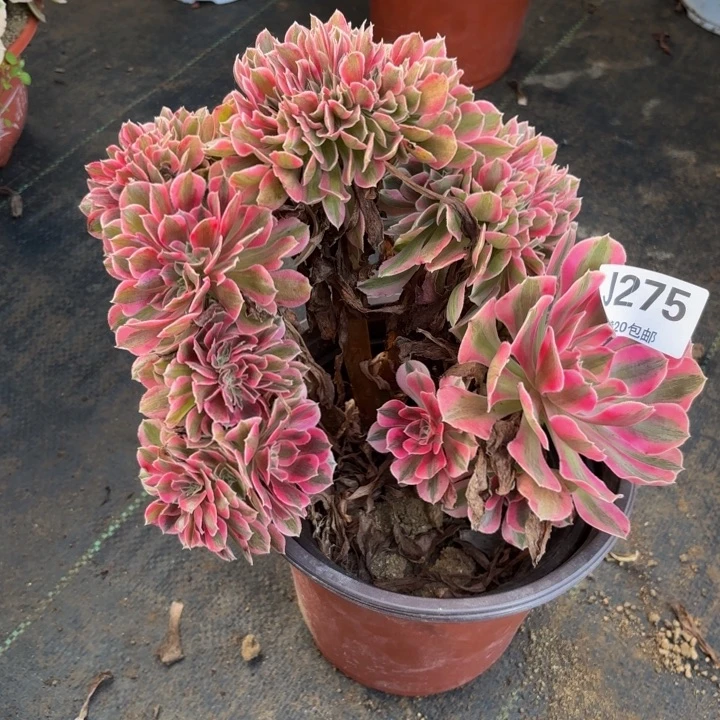 瑞妈多肉园艺275-