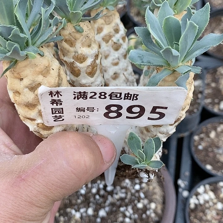 895一一一一一一一