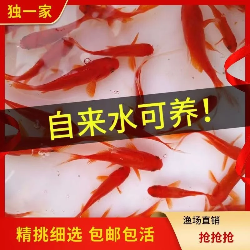 2号开播福利【红草1条6-8厘米】冷水观赏鱼包邮