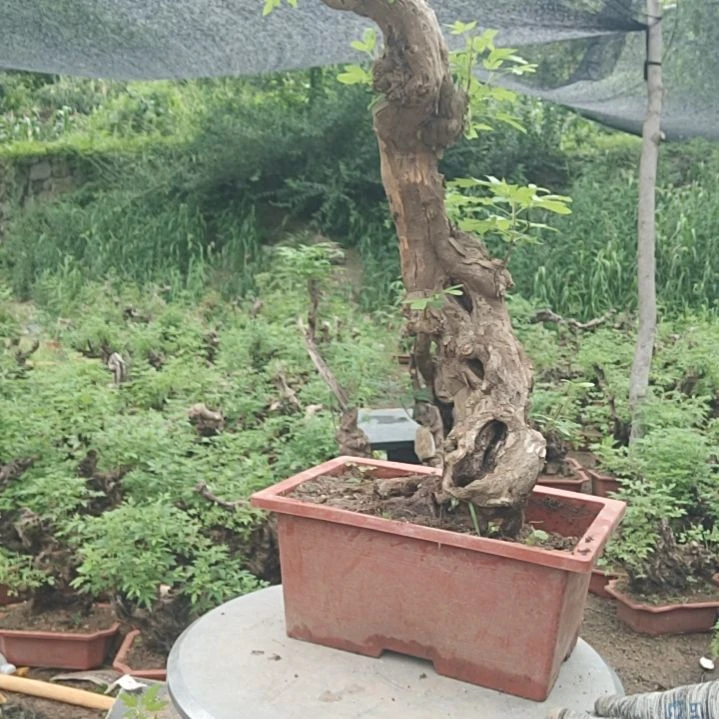 当前无花栽培后可以开花