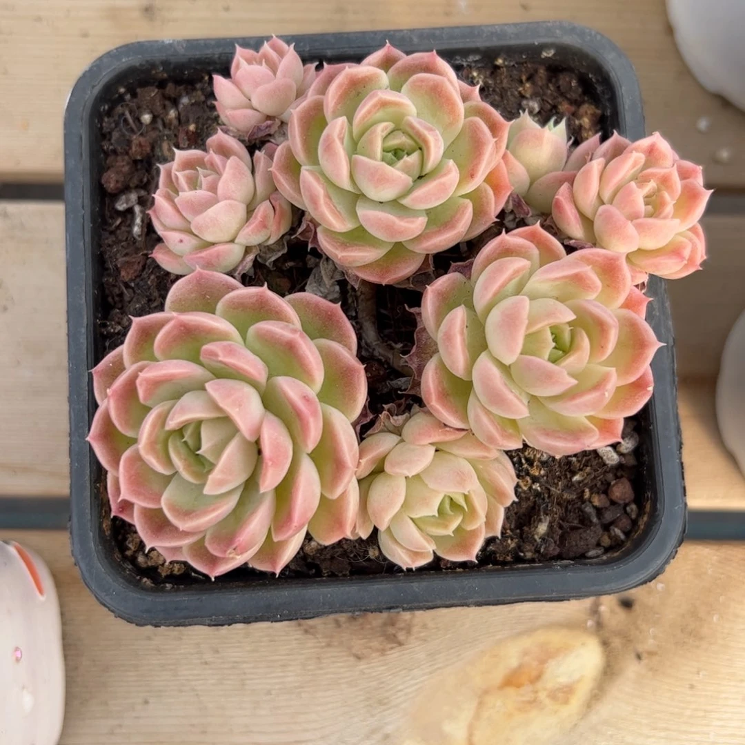 佳*玲530 多肉植物组合