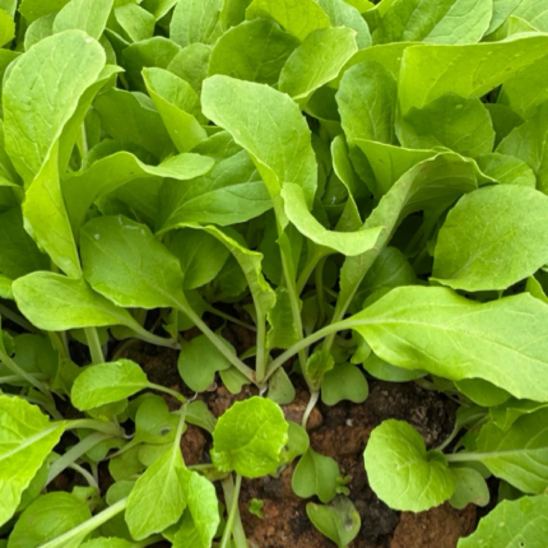 时令蔬菜应季蔬菜露天种植新鲜采摘奶油小白菜