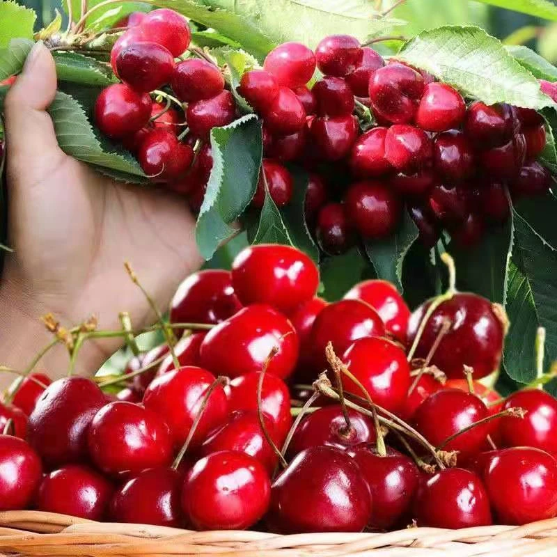 车厘子种子樱桃种子果树种子车厘子种子大樱桃南北四秋冬播种育苗