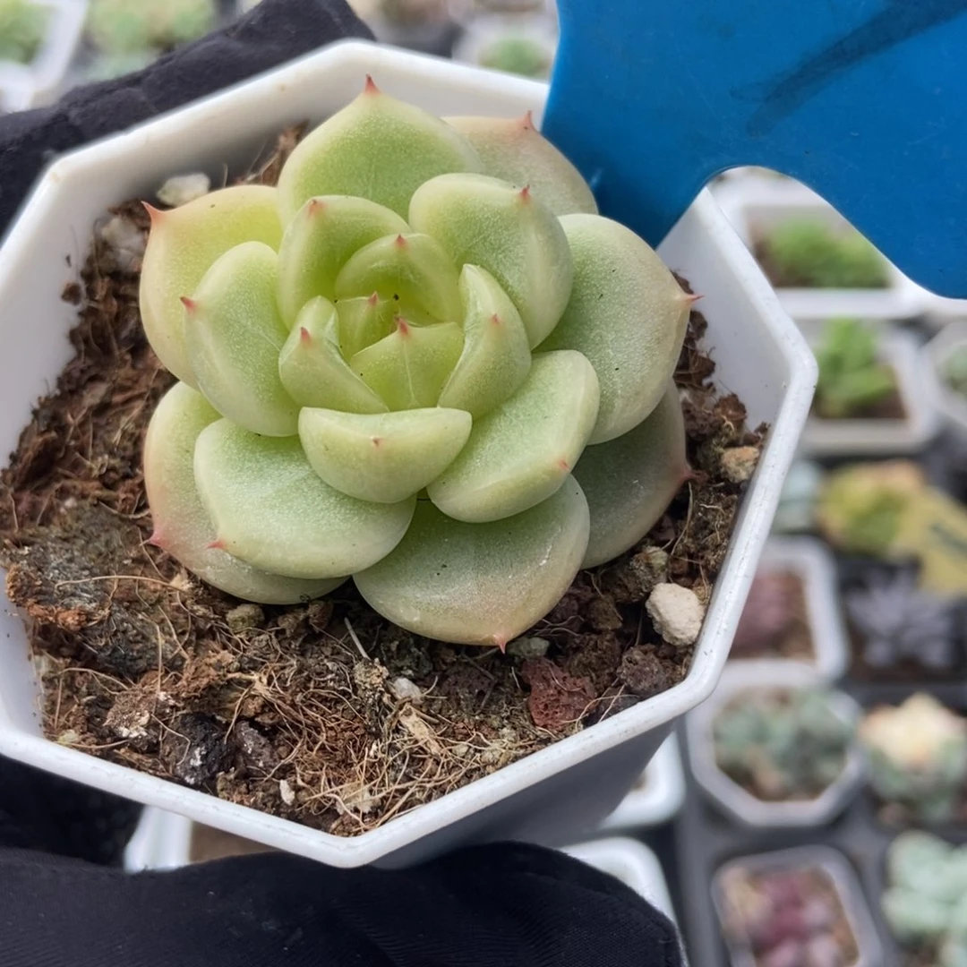 889晴空珍妮多肉植物保护