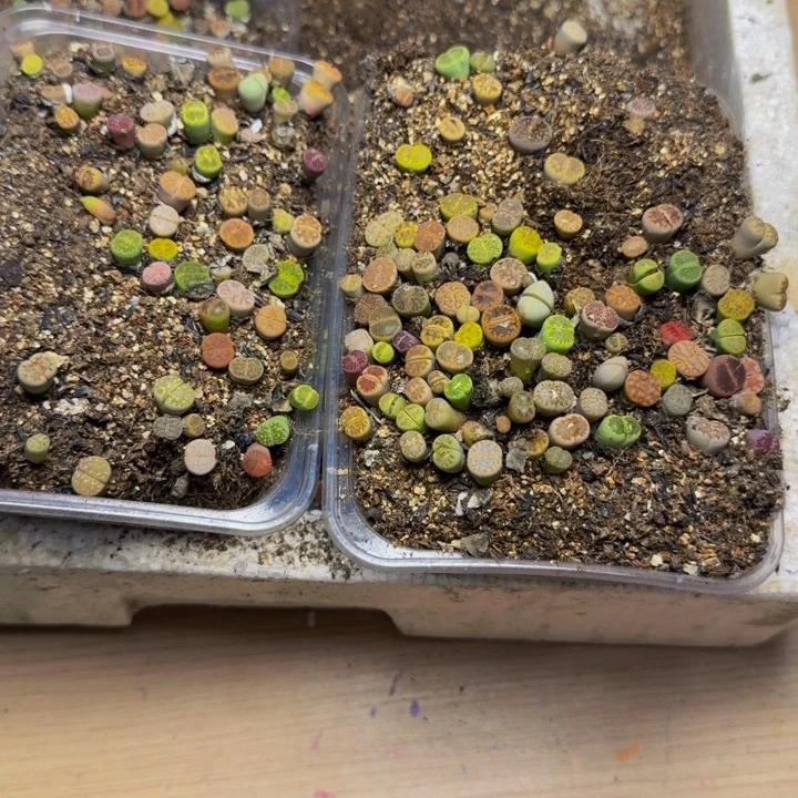 彩***糖多肉植物的生长发育141