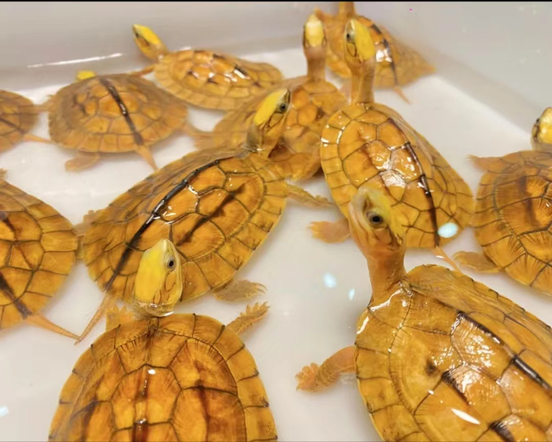 龟活体观赏水龟适合家养的招财宠物龟