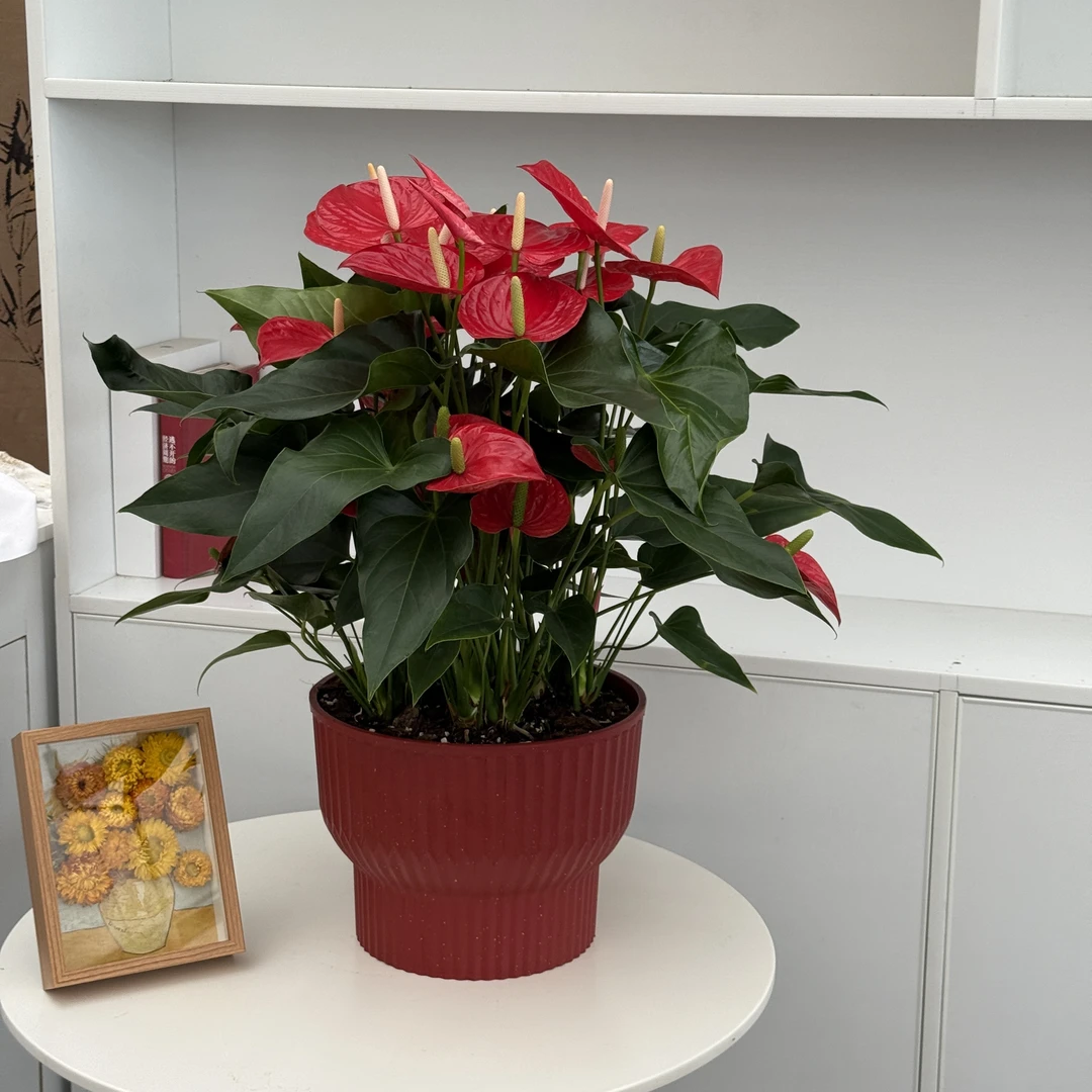 A+级 菲丽西塔 中大型红掌   花卉