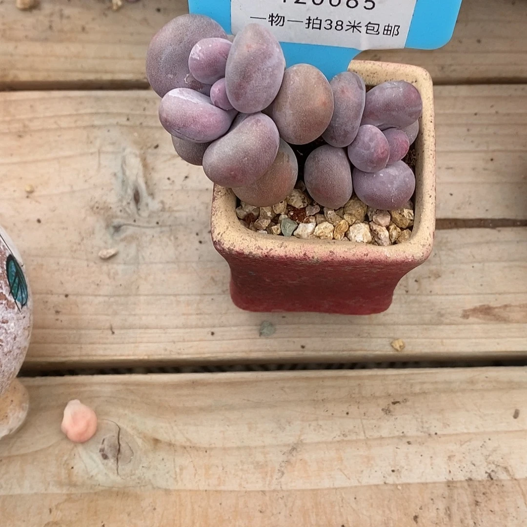 065童话里Tom魔芋蜗牛