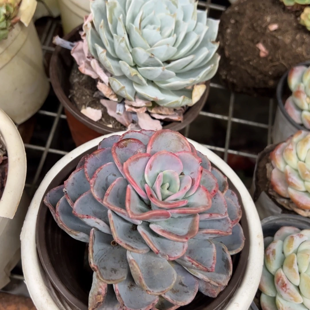 一盆薄叶蓝鸟，一盆美尻单头