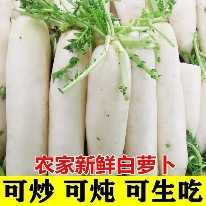 新鲜白萝卜现挖现发5斤脆甜泡菜萝卜