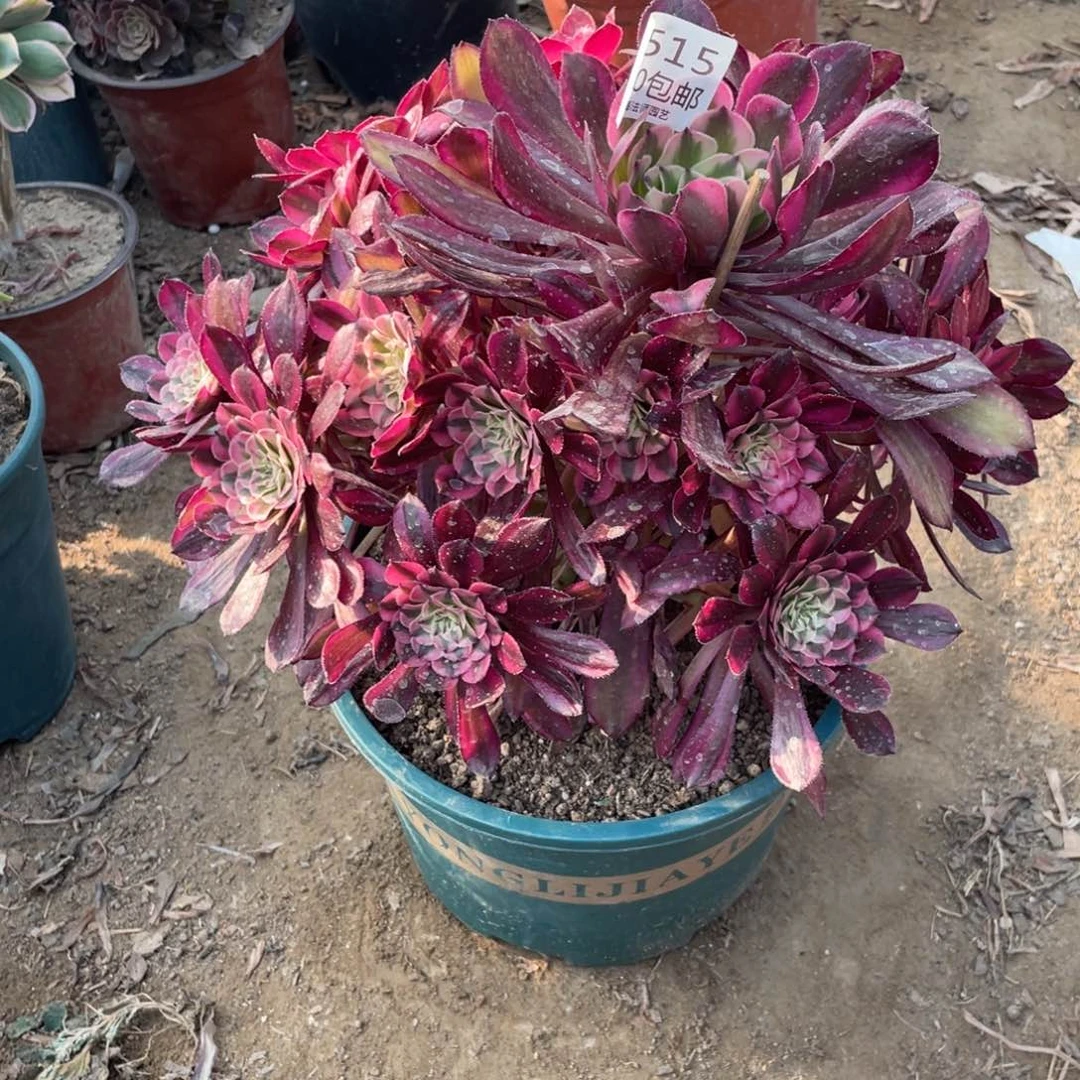 515红铜超白多肉