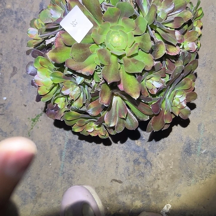 清*✨多肉法师植物链接38