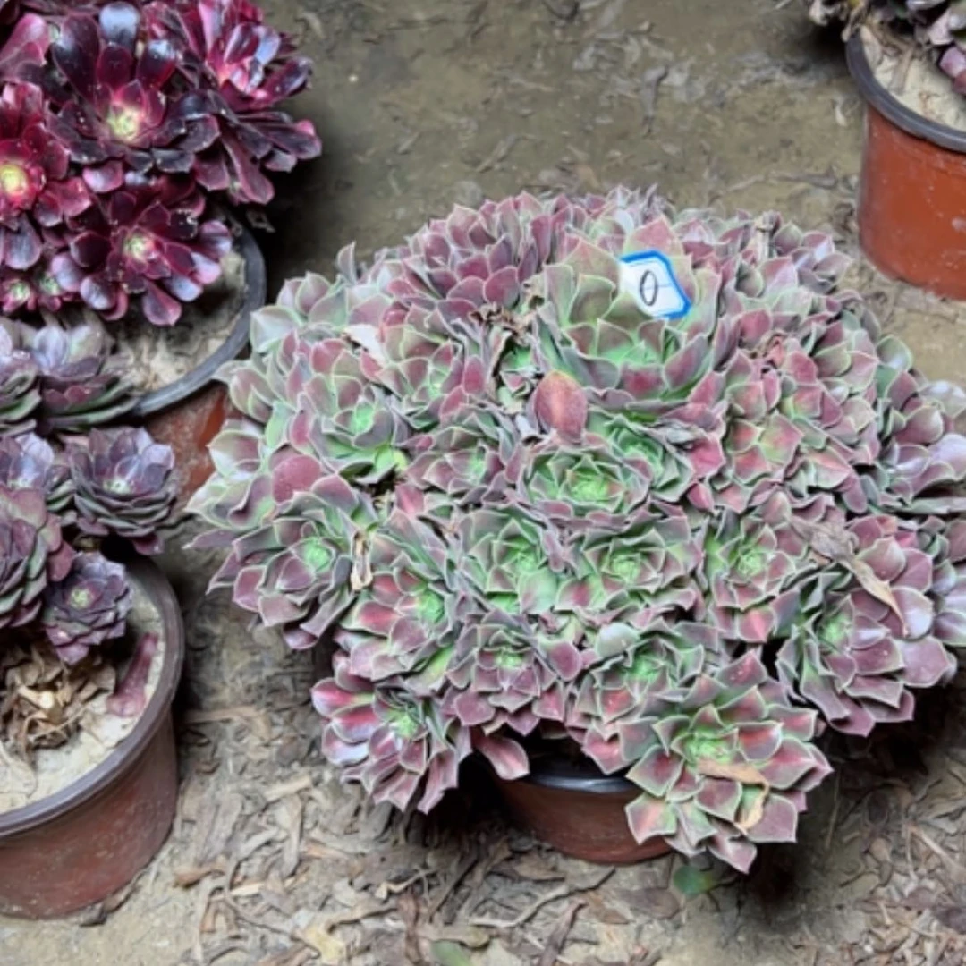 【闪购商品】凌***乱中班30