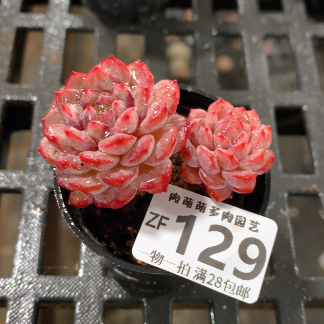 肉萌萌拇指盆精控多肉ZF129