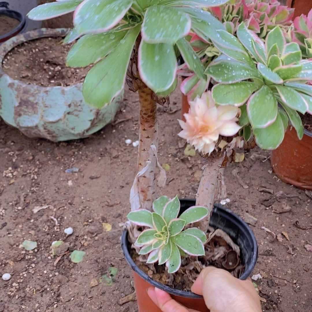 1274 号一物一拍多肉植物