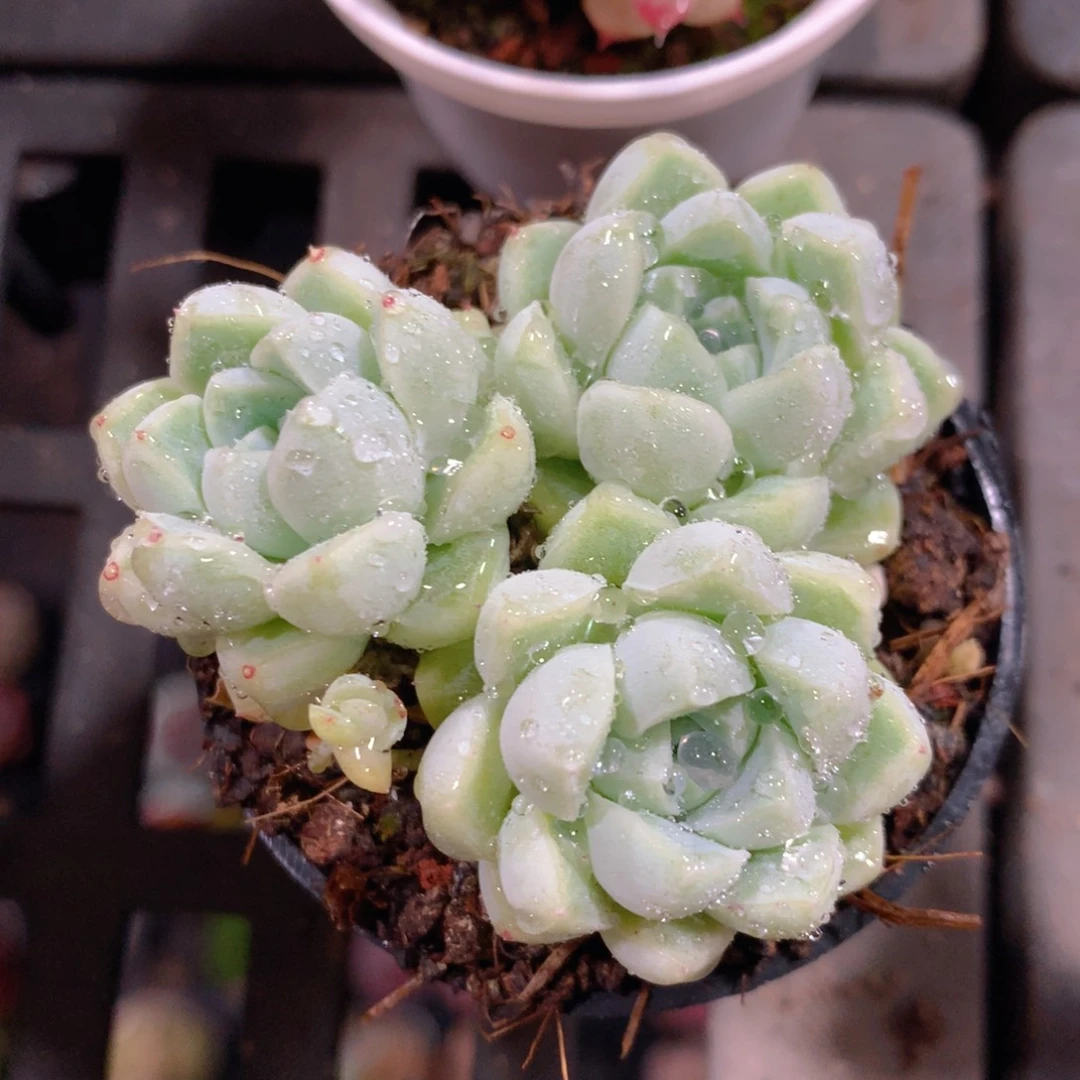 5CM拇指盆精控多肉ZS671