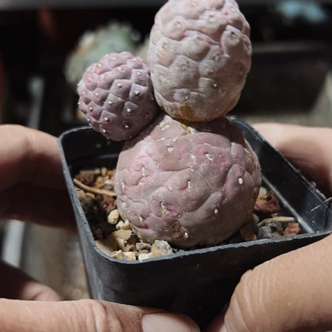 2239自根习志野仙人球