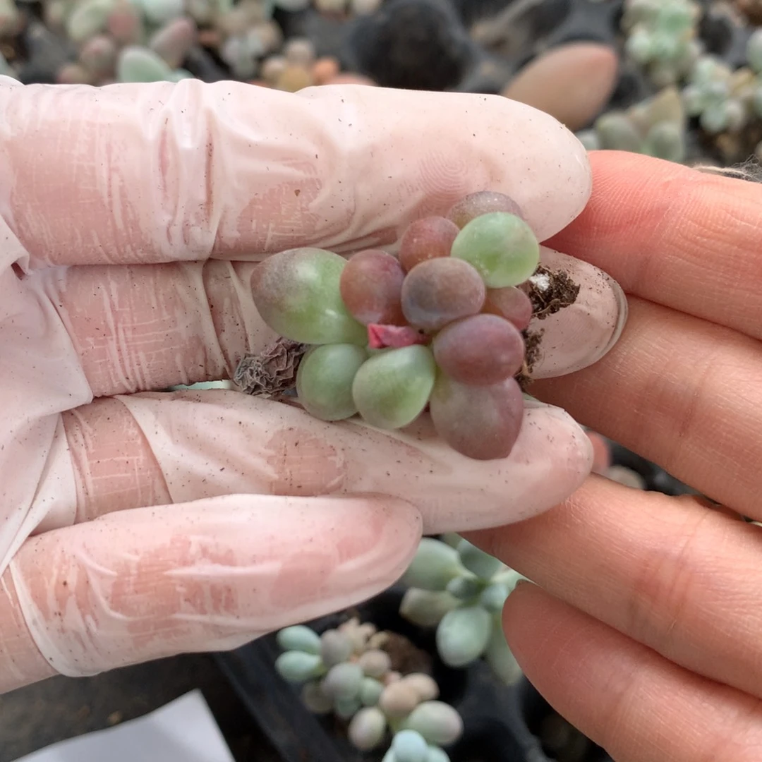 糖果奶酪多肉糖球奶酪