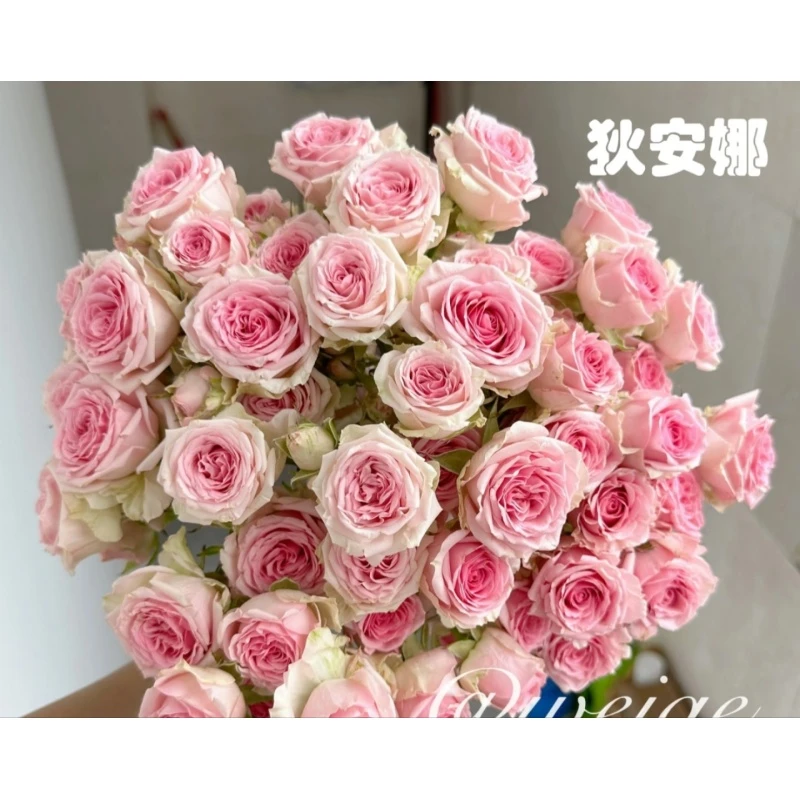 1【狄安娜】 多头玫瑰   真花 鲜切花  一单中通，两单顺丰发货 云南