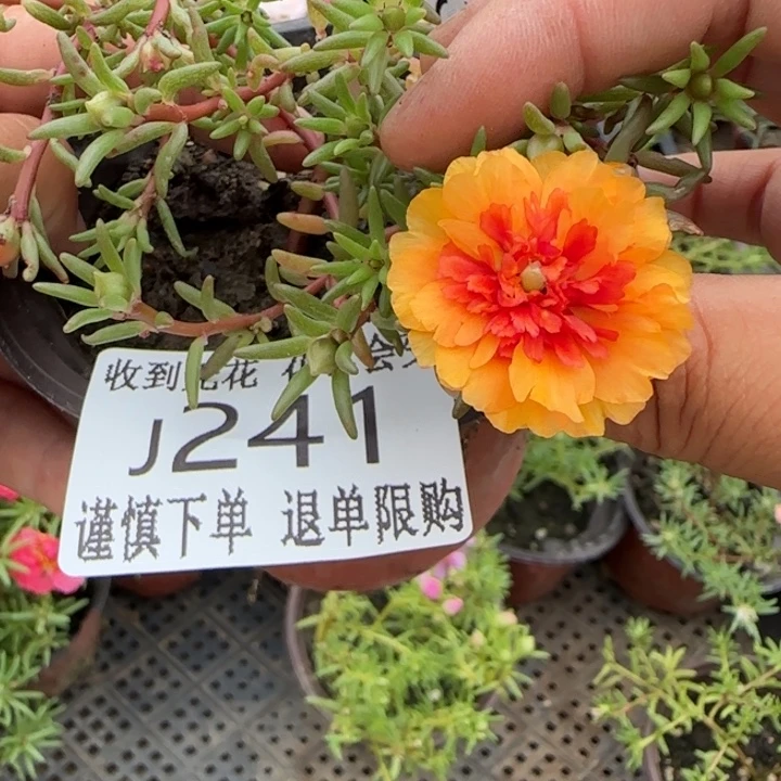 全部花朵J241超小苗盆口10cm可能有虫糖宝