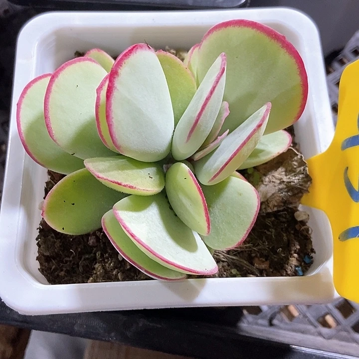 悠*光多肉植物白眉959