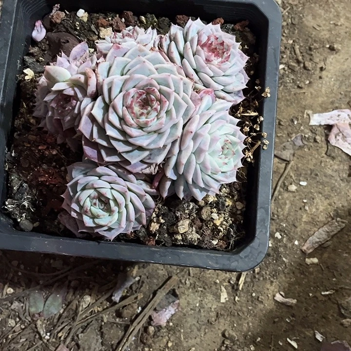 完全开放溏心天鹅绒手捧