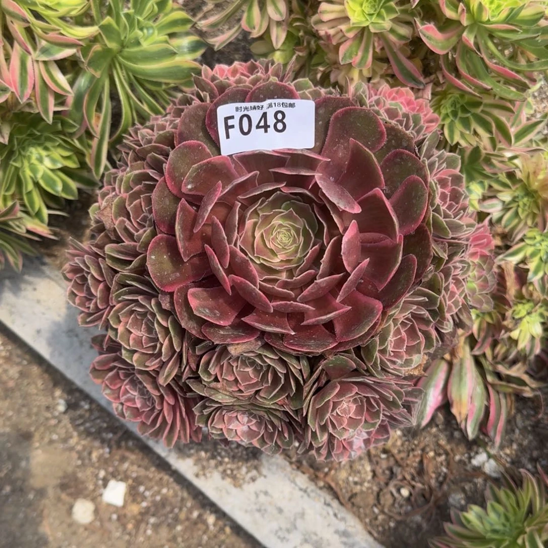 048克拉恋人多肉植物