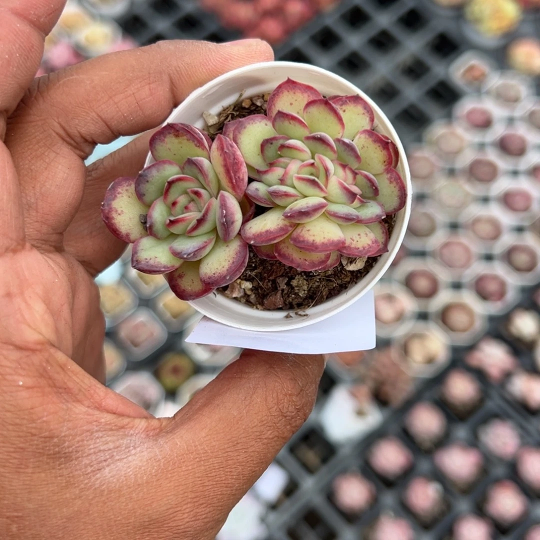 187号墨西哥灵隐缀化一物一拍满18包邮