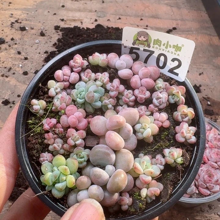 多肉植物多肉植物