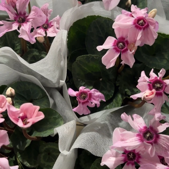 全部花苞幻雅仙客来